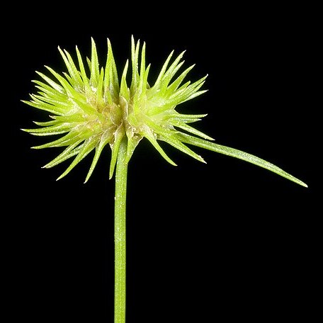 Isolepis hystrix unspecified picture