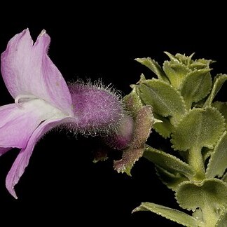 Eremophila pungens unspecified picture