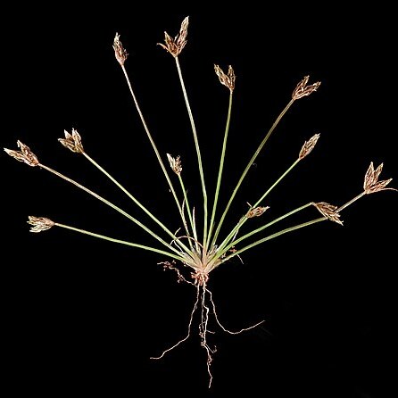 Isolepis congrua unspecified picture