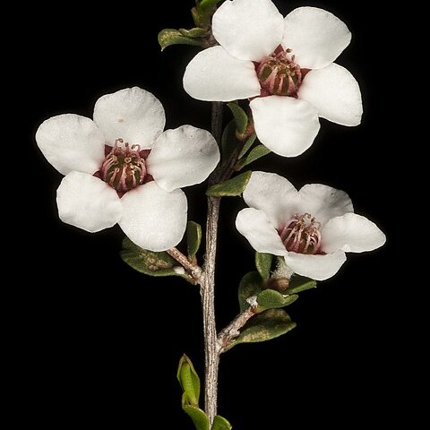 Leptospermum exsertum unspecified picture