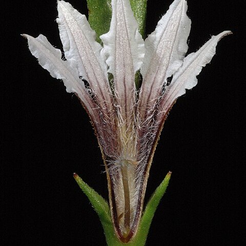 Scaevola repens unspecified picture