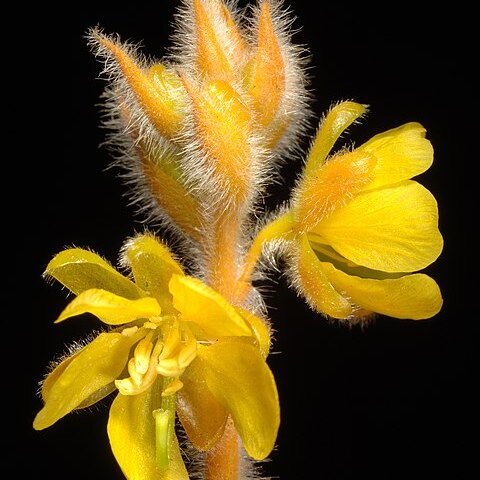 Senna notabilis unspecified picture