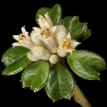 Stenanthemum nanum unspecified picture