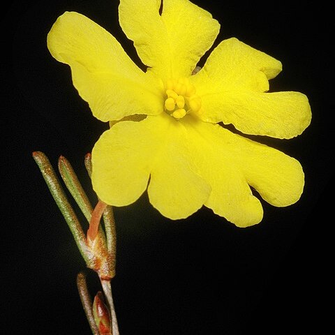 Hibbertia leptopus unspecified picture