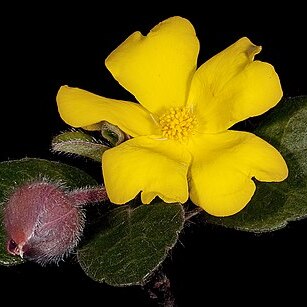 Hibbertia lasiopus unspecified picture