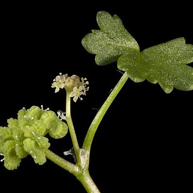 Hydrocotyle pilifera unspecified picture