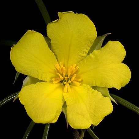 Hibbertia huegelii unspecified picture