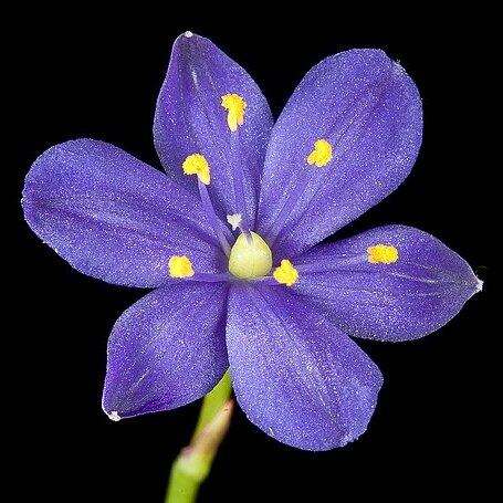 Chamaescilla spiralis unspecified picture