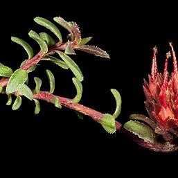 Darwinia sanguinea unspecified picture