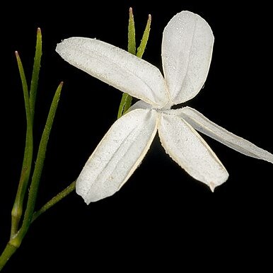 Diaspasis filifolia unspecified picture