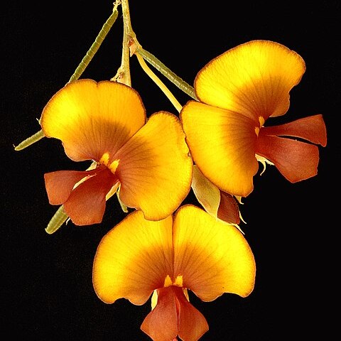 Bossiaea eriocarpa unspecified picture