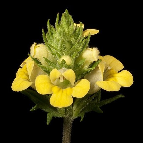 Euphrasia scabra unspecified picture