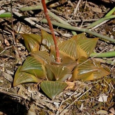 Haworthia retusa unspecified picture