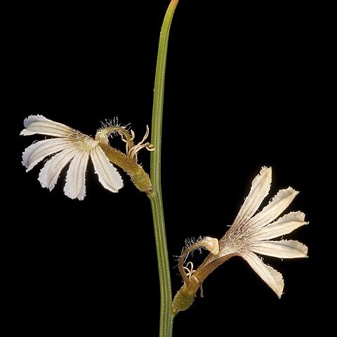 Scaevola restiacea unspecified picture