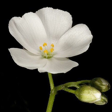 Drosera porrecta unspecified picture