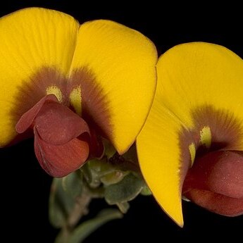 Bossiaea pulchella unspecified picture