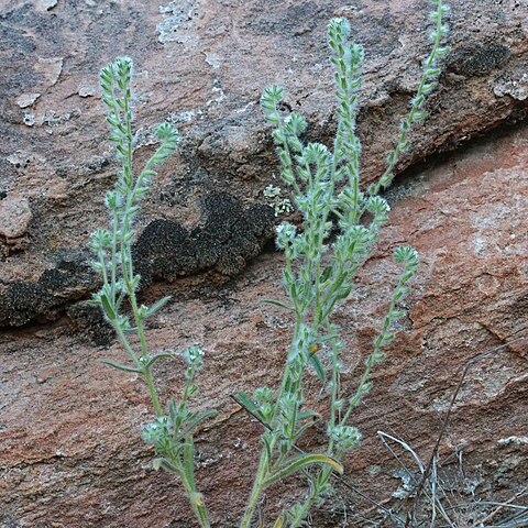 Cryptantha barbigera unspecified picture