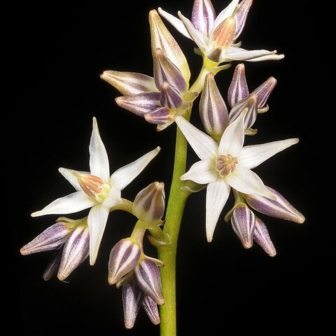 Phlebocarya filifolia unspecified picture