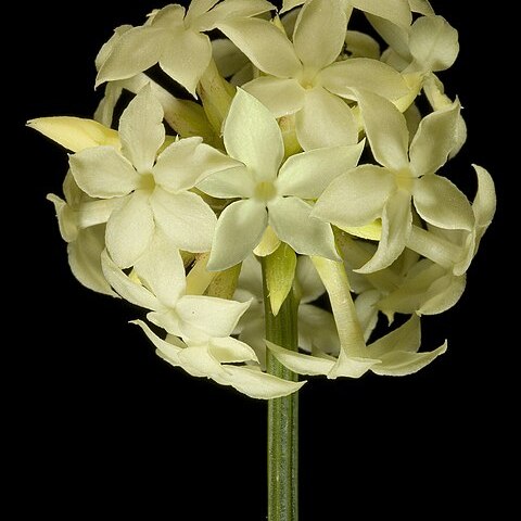 Stackhousia umbellata unspecified picture