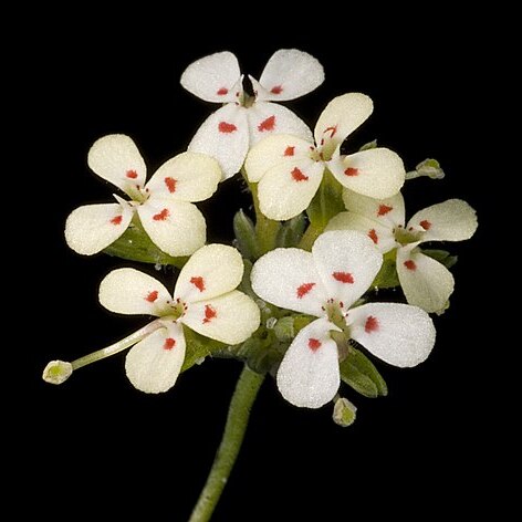 Stylidium guttatum unspecified picture