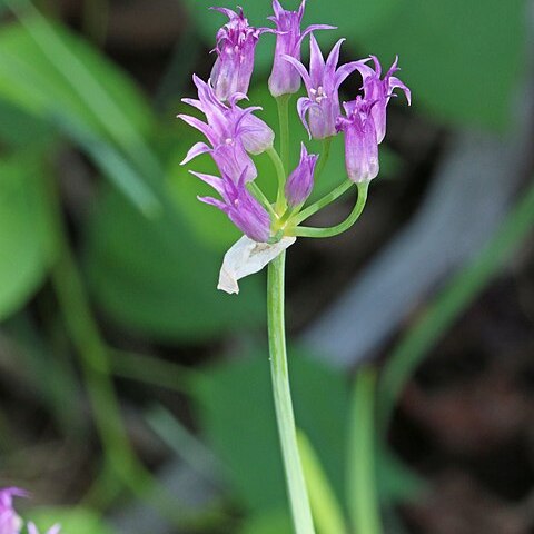 Allium brevistylum unspecified picture