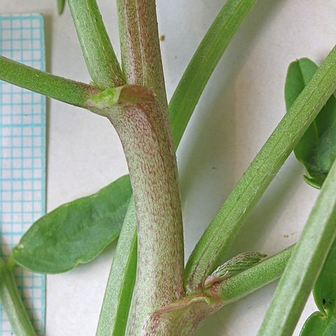 Astragalus praelongus unspecified picture