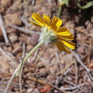 Tetraneuris acaulis var. epunctata unspecified picture