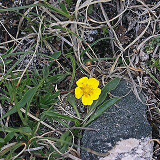 Potentilla ovina var. decurrens unspecified picture