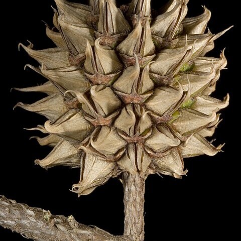 Allocasuarina thuyoides unspecified picture