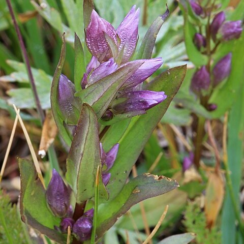 Gentianella heterosepala unspecified picture