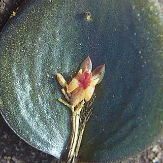 Lepanthes costaricensis unspecified picture