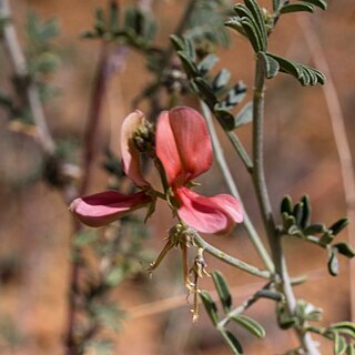 Indigofera heterotricha unspecified picture