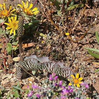 Lachenalia zebrina unspecified picture