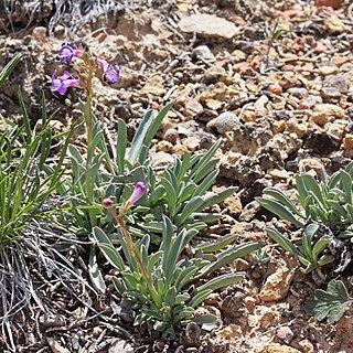 Penstemon confusus unspecified picture