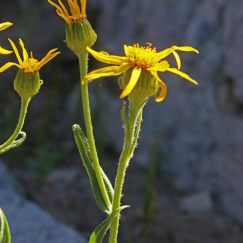 Senecio sphaerocephalus unspecified picture