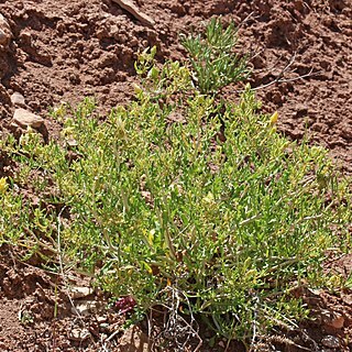 Mentzelia multicaulis unspecified picture