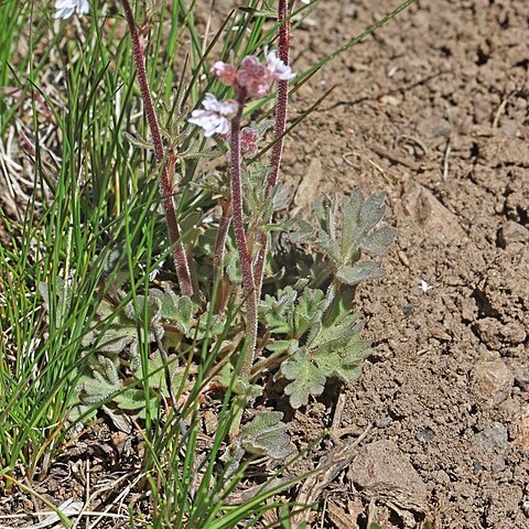 Lithophragma tenellum unspecified picture