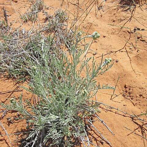 Hymenopappus filifolius var. cinereus unspecified picture