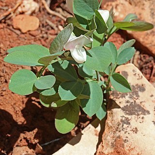 Lathyrus laetivirens unspecified picture