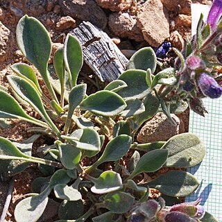 Penstemon crandallii unspecified picture