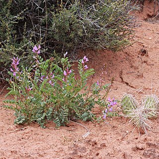 Astragalus lentiginosus var. palans unspecified picture