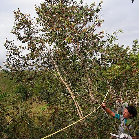 Chrysophyllum rufum unspecified picture