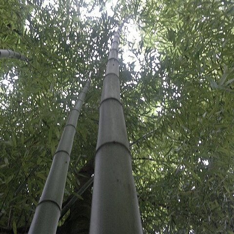 Phyllostachys viridiglaucescens unspecified picture