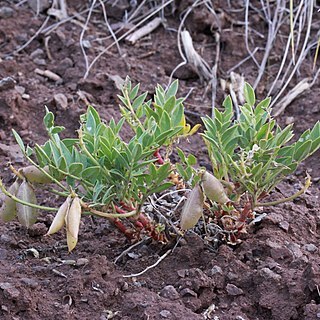 Astragalus iselyi unspecified picture