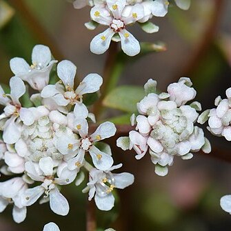 Poranthera huegelii unspecified picture