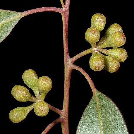 Eucalyptus concinna unspecified picture