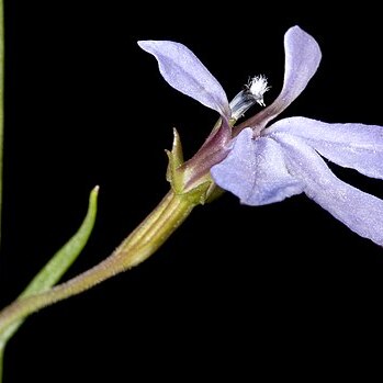 Lobelia anceps unspecified picture