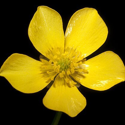 Ranunculus colonorum unspecified picture