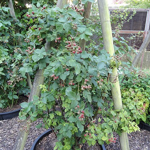 Rubus vigorosus unspecified picture