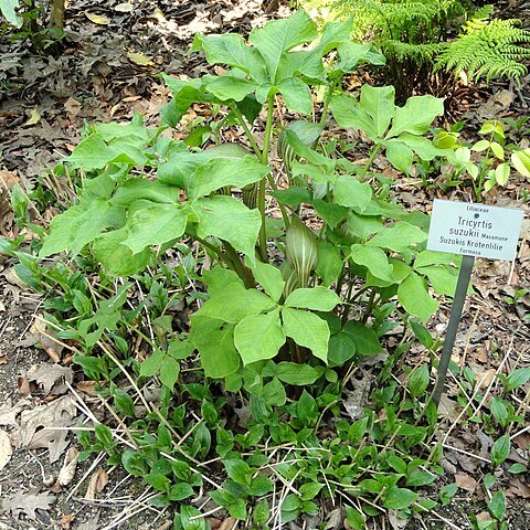 Tricyrtis suzukii unspecified picture